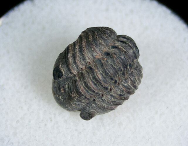 Bargain Phacopid Trilobite From Morocco #7004